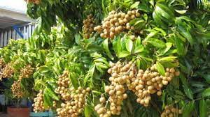 CHĂM SOC CÂY NHÃN (Dimocarpus longan) BẰNG PHÂN BÓN SILIC HÙNG NGỌC (PHẦN 1)